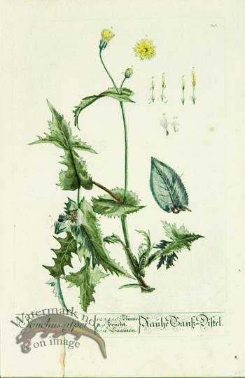 Blackwell German 216